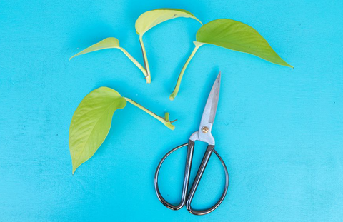 Shape your trimmings to the right size