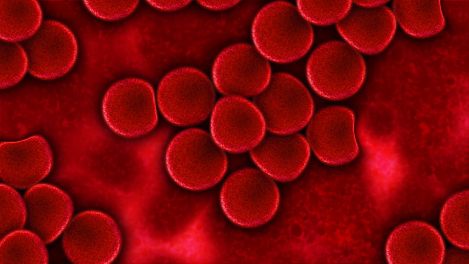 red blood cells, increase endurance