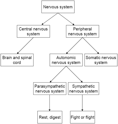 central nervous system, peripheral nervous system, sympathetic, parasympathetic