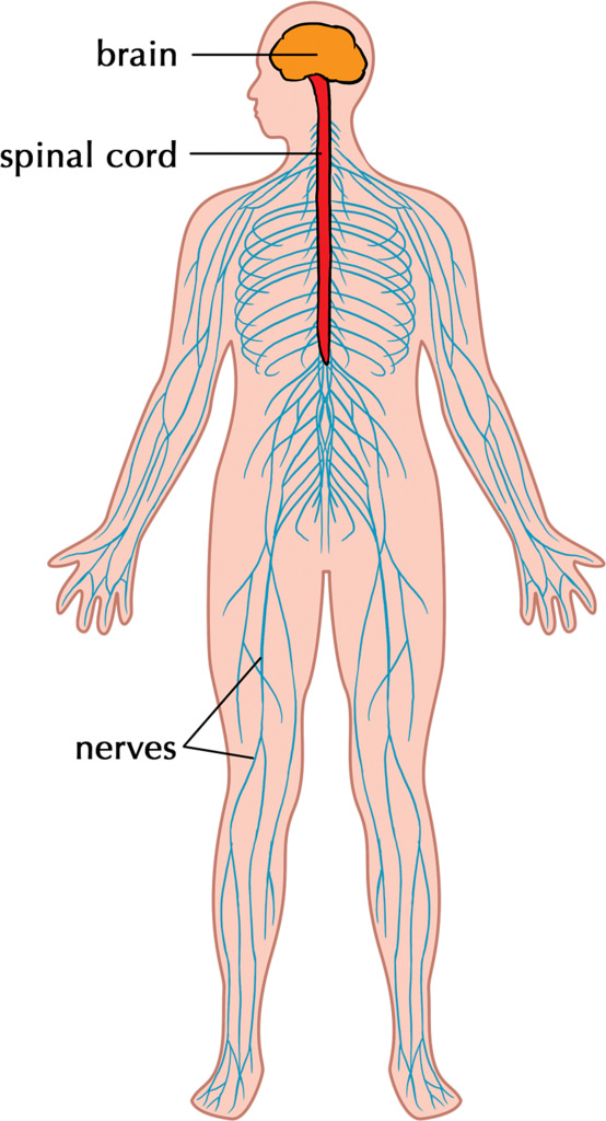 peripheral nervous system, central nervous system